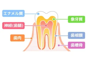 代々木の歯医者、 代々木クリスタル歯科医院で朝起きたときに歯が浮く感じについての解説