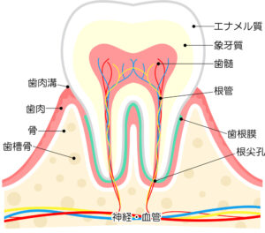 代々木の歯医者、 代々木クリスタル歯科医院で歯の役割についての解説