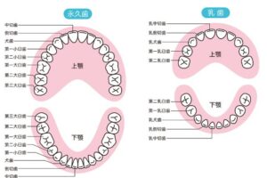 代々木の歯医者、 代々木クリスタル歯科医院で歯の役割についての解説